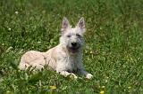 BOUVIER DES ARDENNES 437